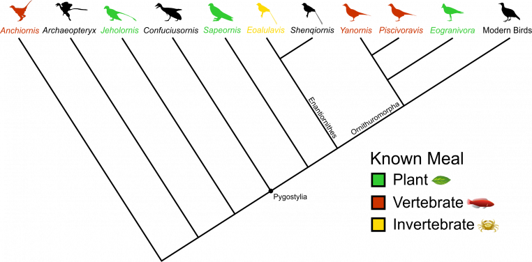 圖1.　鳥類的簡化家譜。 七種胃中保存有食物化石的古鳥，均標有顏色。其他150多種中生代鳥類的化石沒有保存任何食物。圖片提供：Case Vincent Miller 和 Michael Pittman；剪影提供：phylopic.org。